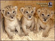 preferate! - cui nu i-ar placea o felina? e frumoasa - Animale
