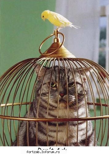 preferate! - ale mele is matele si tigrii albi uite cv c nu - Animale